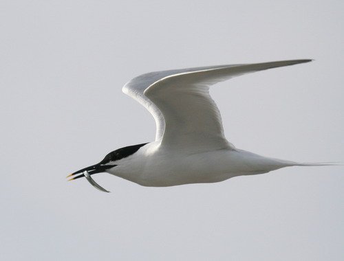 image st_panderwald0349-jpg