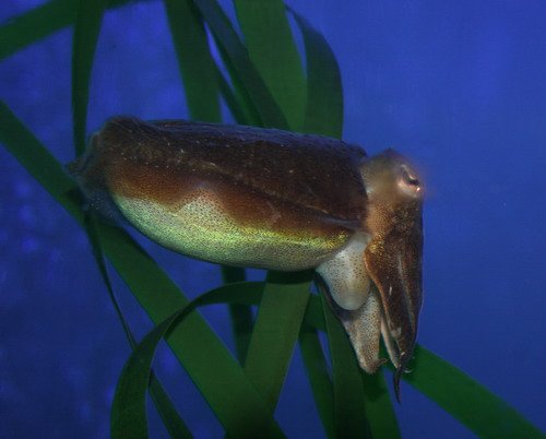 image squid_pghevans9213-jpg