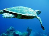 image howksbill-sea-turtle-eretmochelys-imbricata_agruchal-3-jpg