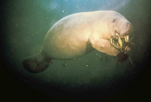 image carmanat_knorris-library-jpg