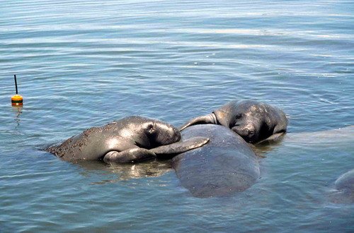 image flormanat_mating-herd_-jpg