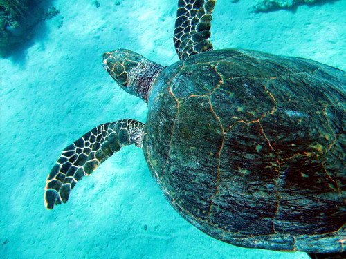 image hawkt_agruchal1-jpg