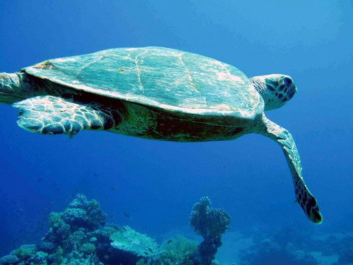 image hawkt_agruchal3-jpg