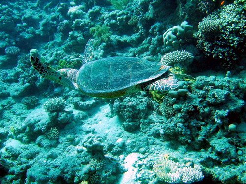 image hawkt_agruchal4-jpg