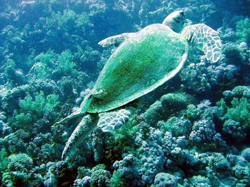 image hawkt_agruchal7-jpg