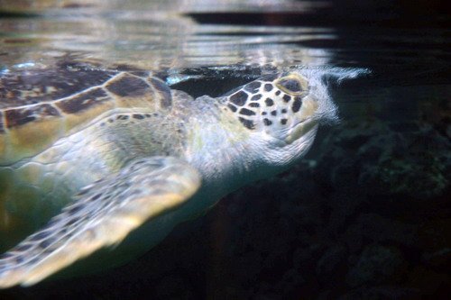 image hawkt_pghevans3635a-jpg