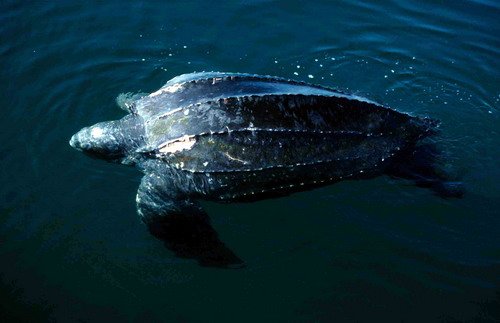 image leatht_pghevans1a-jpg