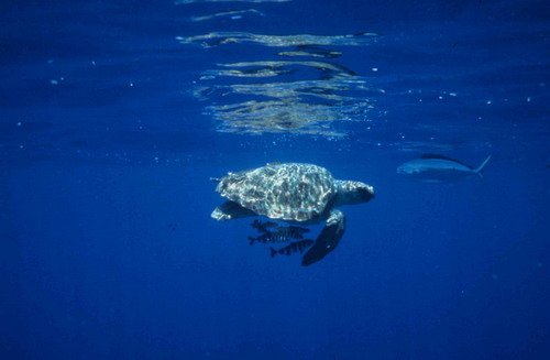 image logt_jboran-jpg