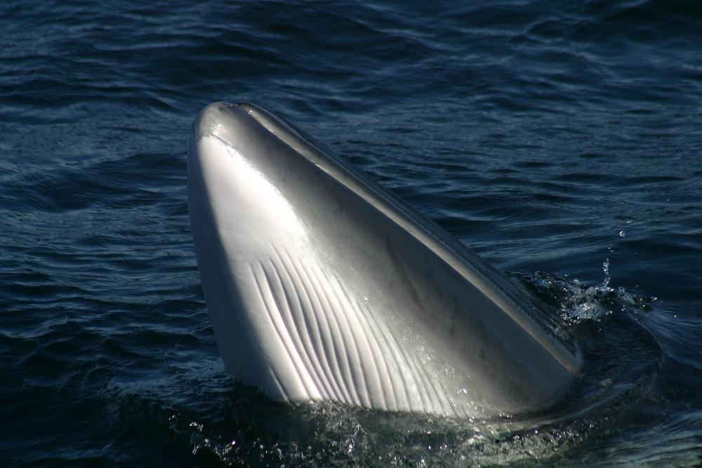 Minke Whale Peter Evans