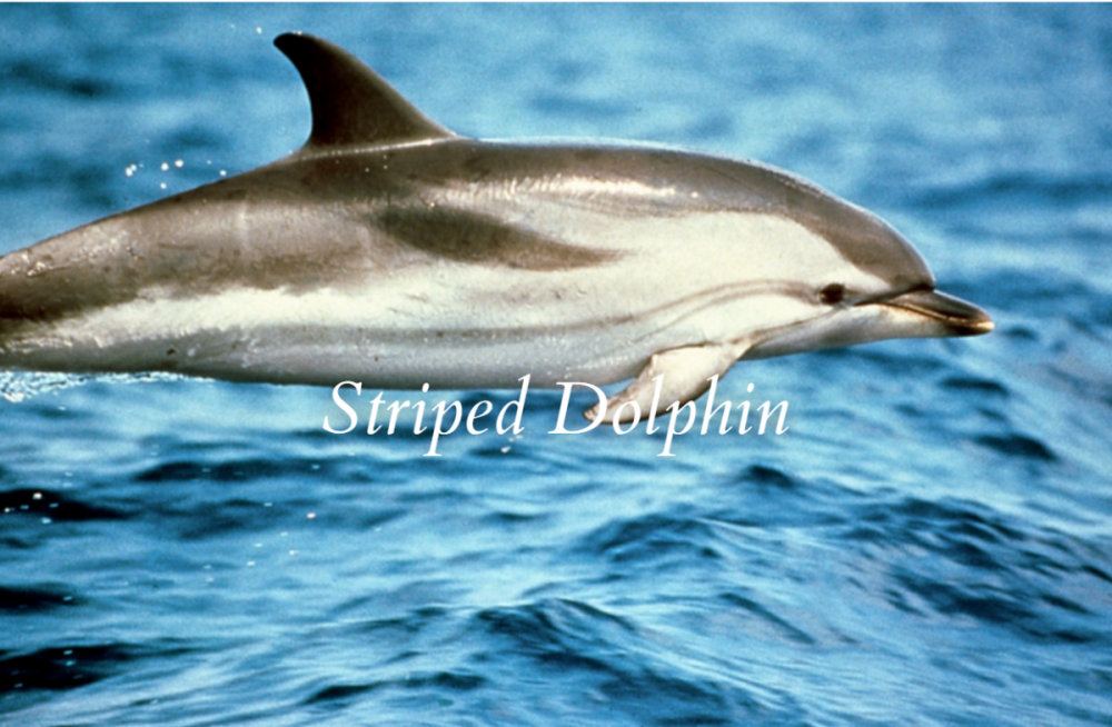 Striped Dolphin 