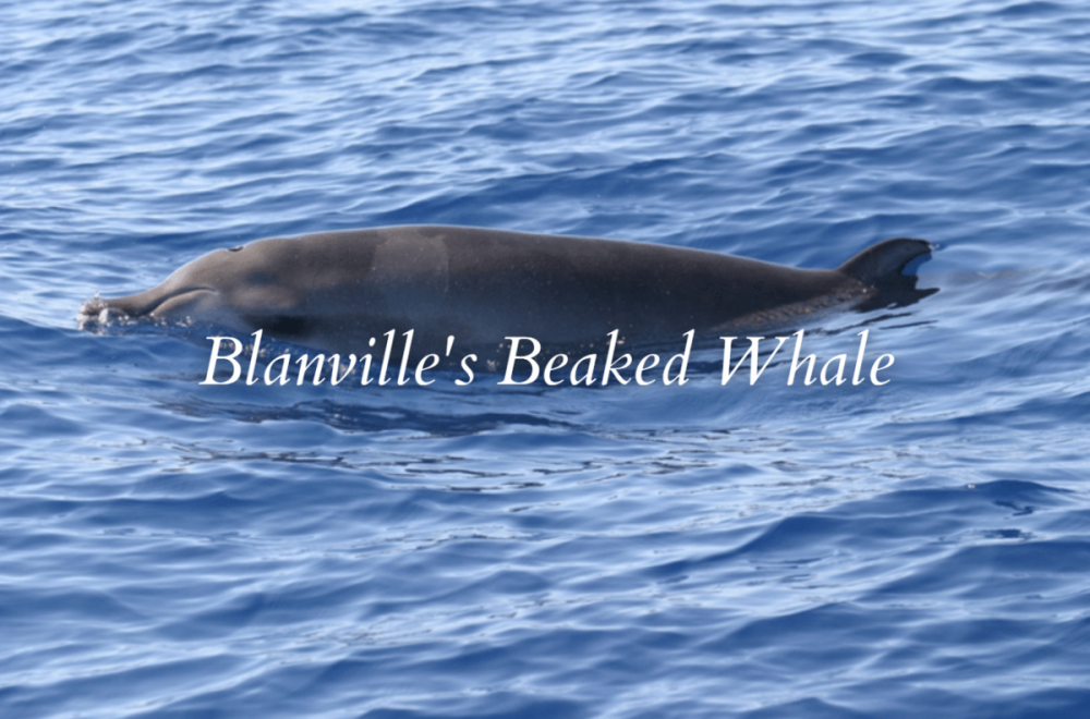 Blainville’s Beaked Whale