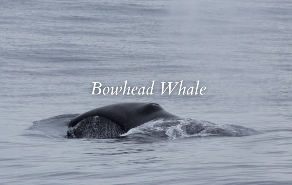 Bowhead Whale 