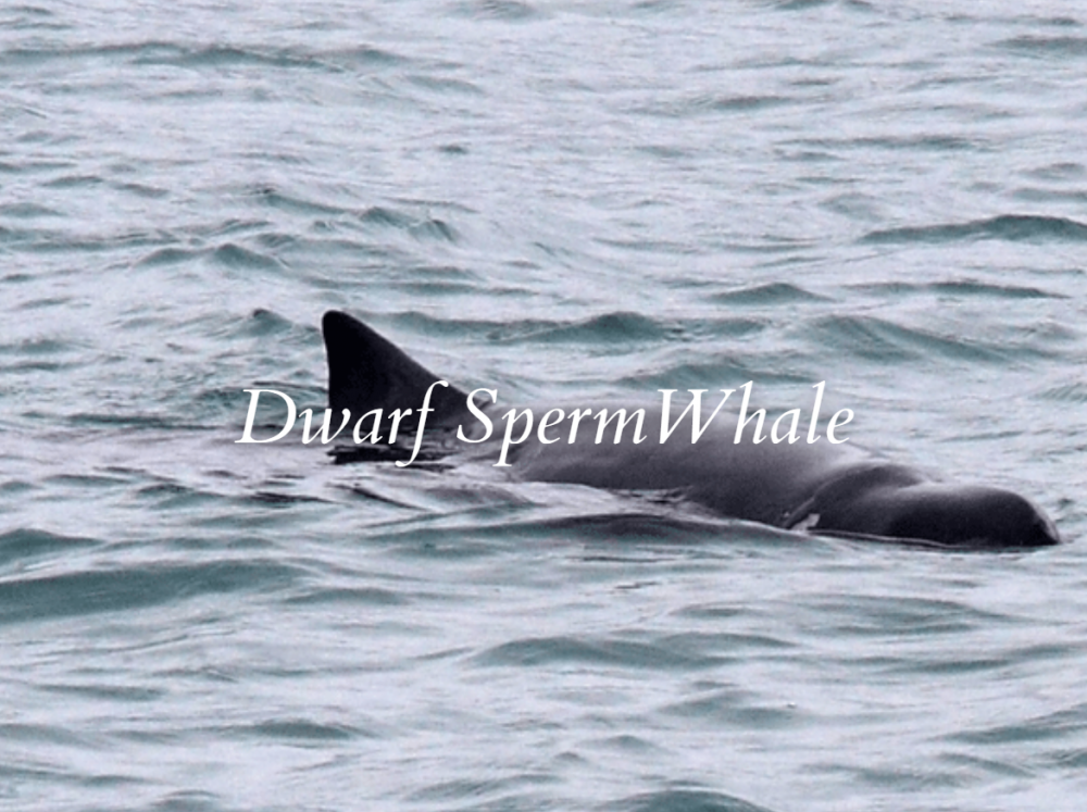 Dwarf Sperm Whale