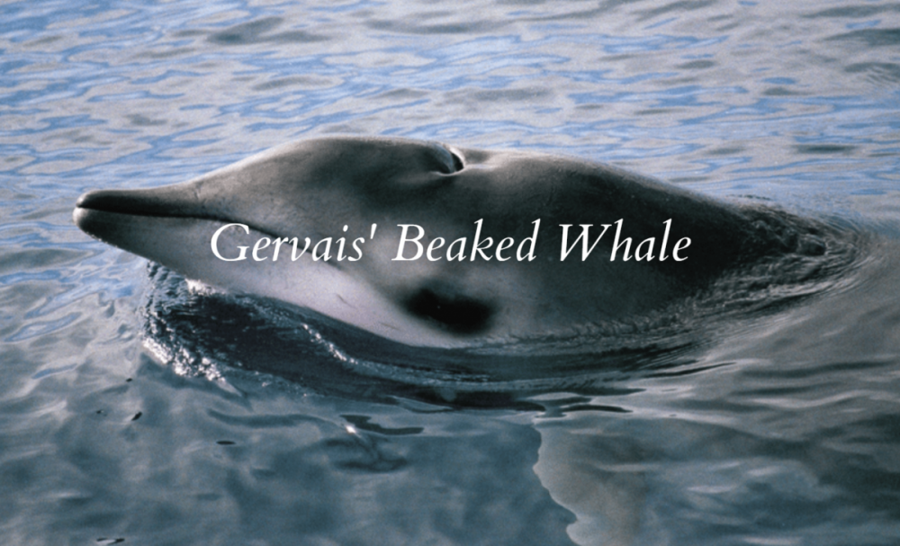 Gervais’ Beaked Whale