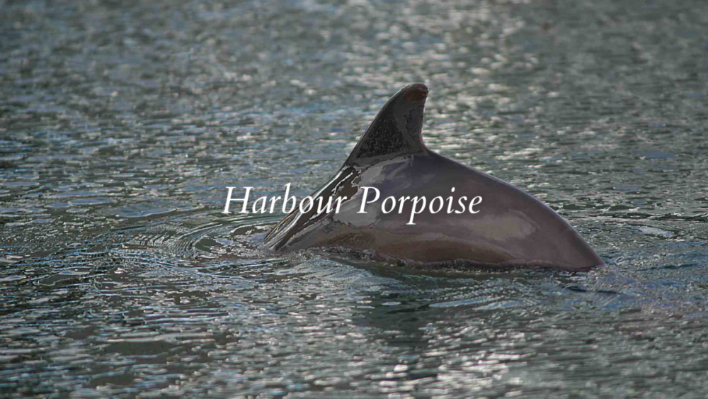 Harbour Porpoise